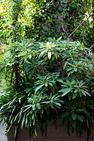 Edgeworthia chrysantha en jardinière de terrasse en bois sous-planté d'Agapanthus