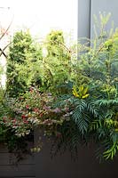 Jardinière d'arbustes mixtes en bordure de jardin sur le toit: Mahonia 'Narihira', Sarcococca ruscifolia, Spiraea arguta et Loropetalum 'Black Pearl'