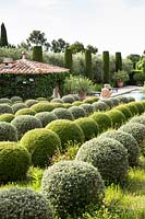 Sphères topiaires mixtes. Le jardin se concentre sur les conifères parfumés - pitosfori, oliviers, lauriers roses et lonicera nitida.