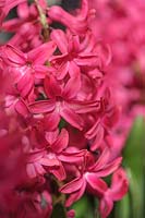 Hyacinthus orientalis 'Jan Bos' - Jacinthe hollandaise