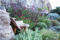 Herbes méditerranéennes comestibles, intercalées avec Salvia microphylla et Salvia leucantha, sur des rochers