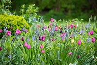 Parterre de fleurs avec tulipes Tulipa 'Barcelona', 'Maureen', 'Queen of Night', Camassia Lechtlinii caerulea dans le jardin de devant.