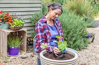 Femme plantant une courgette en pot 'Ambassador' dans un pot à légumes