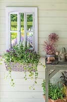 Jardinière en osier planté de lavande 'Fantasia Early Purple', Salvia 'Victoria White', Euphobia hypericufolia 'Diamond Frost et Ivy accroché à côté du cadre de la fenêtre en miroir