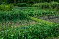 Parterres de légumes bien gérés - Open Gardens Day, Drinkstone, Suffolk