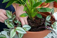 Rempoter un Anthurium andraeanum dans un grand bol avec Tradescantia zebrina