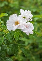 Rosa rugosa 'Blanche de Coubert' - Rosier arbustif