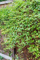 Lonicera - Chèvrefeuille - formé contre une clôture en bois