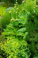 Herbes mélangées, y compris coton lavande, Phlomis fruticosa, romarin et Alchemilla mollis - Journée des jardins ouverts, Coddenham, Suffolk