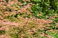Feuillage Acer palmatum