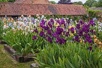 Parterres Iris avec Iris 'Teesdale' au premier plan et Iris 'Dotterel' - English Iris Company, Norfolk