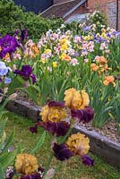 Parterre de fleurs Iris avec 'William of Orange' - English Iris Company, Norfolk