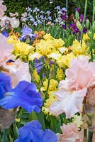 Iris 'Iris Sherwood Primrose' - English Iris Company