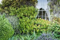 Les arbustes se regroupent autour d'une fenêtre, notamment Euphorbia mellifera, Pittosporum tobira, glycine blanche et Rosa banksiae