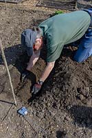 Préparer un parterre de fleurs pour planter des couronnes d'asperges en creusant une tranchée et en faisant une crête pour les couronnes à partir du compost biologique fait maison
