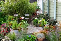 Une terrasse en bois composite recouverte de plantes annuelles en pot et de dahlias à l'extérieur des portes pliantes.