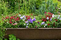Un bain de fer est recyclé en pot géant pour les pensées et les doux williams, Dianthus barbatus.