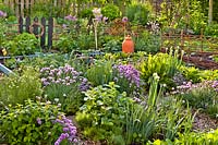 Plantation d'accompagnement dans le jardin d'herbes aromatiques: ciboulette, sauge, oignon gallois, camomille, fenouil et oseille.