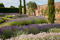 Jardin clos avec affichage spectaculaire de lavandes et de conifères mixtes, Downderry Lavender Farm, Kent, UK.