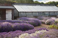 Vue sur la floraison de lavande vers la serre, Downderry Lavender Farm, Kent, UK.