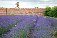 Domaine de plantes de lavande poussant en juillet, Downderry Lavender Farm, Kent, UK.