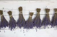 Bouquets de lavande suspendus pour sécher. Downderry Lavender Farm, Kent, Royaume-Uni.