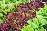 Rangées de légumes et de feuilles de salade