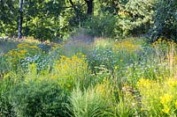 Prairie vivace avec: Echinacea purpurea 'Virgin', Kalimeris incisa 'Madiva', Panicum virgatum 'Shenandoah' et Rudbeckia missouriensis