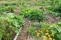Terrain pour la culture de légumes, de fruits et de fleurs