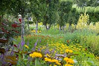 Affiche d'été colorée dans le jardin de fleurs, y compris verbascum, helenium, Buphthalmum salicifolium, heliopsis, campanule, échinops et arbres pleached, Loseley Park, Surrey