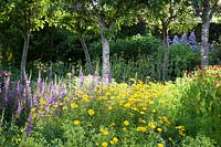 Affiche d'été colorée dans le jardin de fleurs avec Campanula, Alchemilla mollis, Buphthalmum salicifolia 'Sunwheel' et Helenium