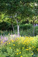 Jardin fleuri avec Campanula, Alchemilla mollis, Buphthalmum salicifolia 'Sunwheel' et Helenium sous les arbres