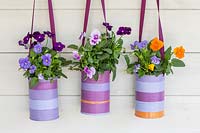 Boîtes de conserve décorées plantées de petites fleurs annuelles d'automne Viola - pensées sur fond de bois peint.