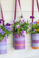 Boîtes de conserve décorées plantées de petites fleurs annuelles d'automne Viola - pensées sur fond de bois peint