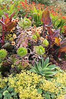 Parterre de fleurs vivaces aux couleurs vives, y compris Agave attenuata, Canna 'Durban', Dahlia 'Moonfire', Alchemilla mollis, aeonium et Crocosmia 'Lucifer'