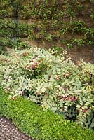 Fuchsia magellanica var. gracilis 'Variegata' planté dans des parterres en forme de boîte ci-dessous pyracantha espaliered dans le jardin de la fontaine à Bourton House, Gloucestershire, Royaume-Uni.