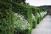 Des pots d'Argyranthemum frutescens entre des contreforts à Bourton House