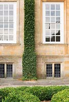 Hedera - Ivy - bien attaché à un pilastre sur la façade d'une maison d'époque