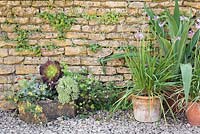 Groupe de pots contre un mur planté de Tulbaghia violacea, plantes succulentes, pélargoniums et Beschorneria yuccoides.