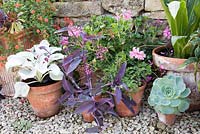 Collection de pots en terre cuite plantés de plantes succulentes, à feuilles blanches Senecio 'Angel Wings', Pelargonium et Tradescantia pallida 'Purpurea'