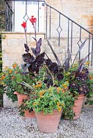 Pots avec: Aeonium 'Zwartkop', Lantana camara, Canna à feuilles violettes et Phormium violet, groupe près des marches