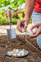 Séparer les gousses d'ail du bulbe, avant de planter dans le sol