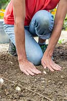 Femme à l'aide de la paume de ses mains sur un sol ferme autour de gousses d'ail plantées