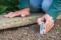 Insertion d'une étiquette métallique Kalette dans le sol à côté des graines nouvellement semées