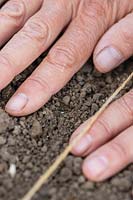 Utiliser les mains pour raffermir le sol sur les graines nouvellement semées