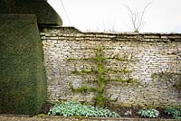 Un vieil arbre fruitier en espalier contre un mur à Rodmarton Manor, Glos, UK.