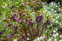 Helleborus - fleurs d'hellébore double violet en février