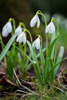 Galanthus 'Spetchley Yellow' en février