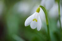 Galanthus 'Spetchley Yellow' - Perce-neige 'Spetchley Yellow'