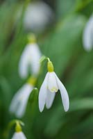 Galanthus 'Fiona's Gold' - Perce-neige 'Fiona's Gold'